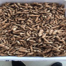 洋荷姜栽培技術(shù)圖片 藥材種子種苗行業(yè) 中國供應商