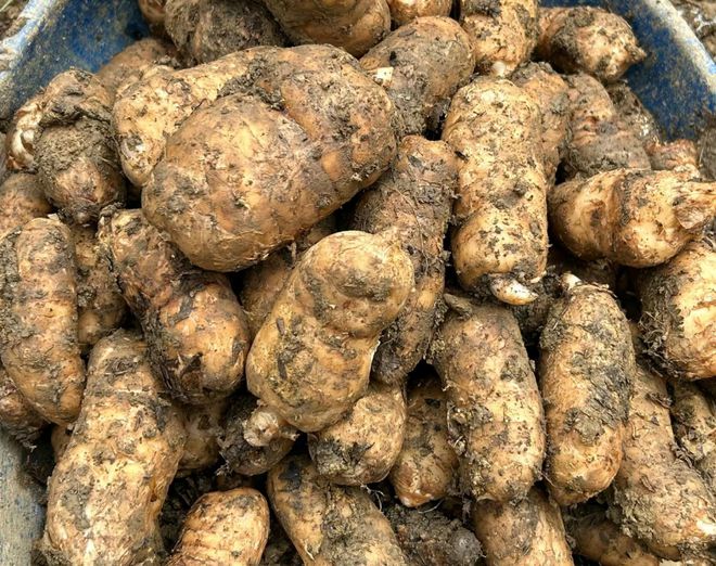 這植物不進行光合作用,俗稱&ldquo;天麻&rdquo;,可食亦可入藥,藥食同源!