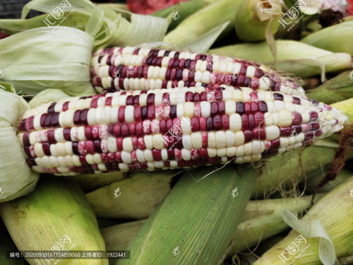 花玉米特寫圖片素材下載 食品餐飲素材下的五谷雜糧圖片素材